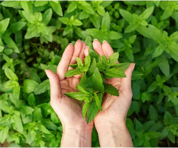 Ayurvedic solid dosage products manufacturing
